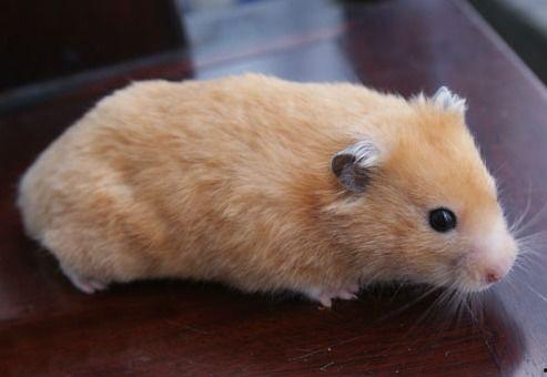 网红金丝熊,萌宠界的明星风采