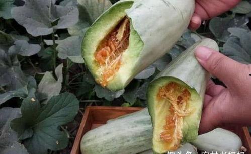 孕初期吃土瓜好吗,孕初期食用土瓜的利与弊探讨