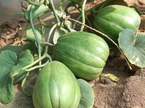 怎么吃小圆瓜好吃呢,小圆瓜美味食法大揭秘