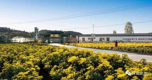 麻城最美的网红是谁,揭秘最美网红的传奇故事