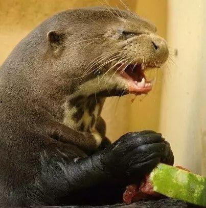 水獭吃瓜,瓜果乐园中的欢乐时光