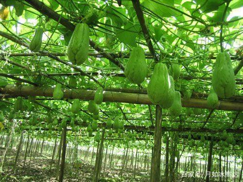 佛手瓜刮皮吃吗,如何正确刮皮与烹饪