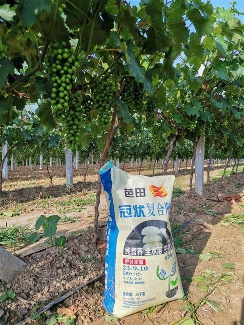 桂田明星,璀璨星河中的璀璨明珠