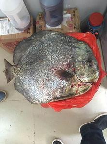 头条钓鱼大神是什么鱼啊,究竟是什么神秘鱼类？