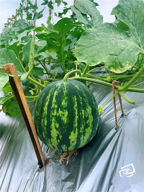 村民吃瓜现场图片,共享丰收喜悦