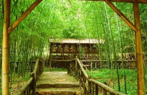 学校小竹林吃瓜,校园生活乐趣无穷