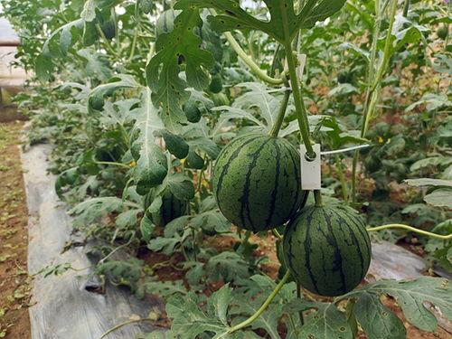 小瓜如何吃,解锁夏日清爽新体验