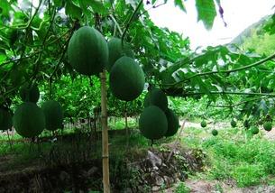 吃吊瓜种子的文案,解锁夏日清新滋味