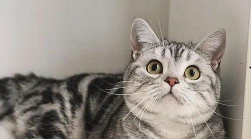 头条养猫猫,头条带你领略养猫的乐趣与挑战