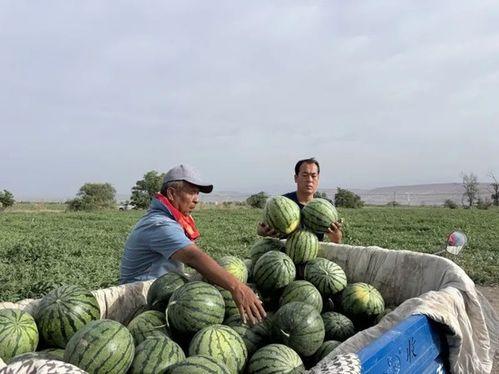 逐鹿吃瓜,揭秘娱乐圈的幕后风云与趣味瞬间