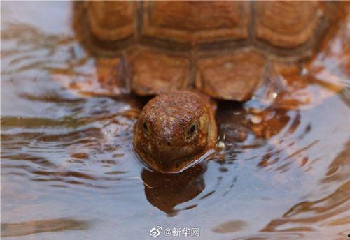 动物补全带你吃瓜,一起探索大自然的奇妙馈赠