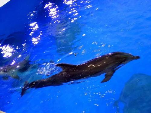 两岁网红小朋友海豚,萌动网络的海洋小明星