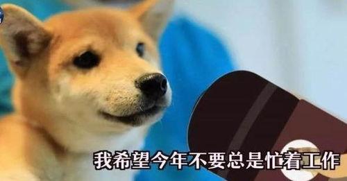 一个狗狗最新爆料视频播放,揭秘宠物界的秘密生活