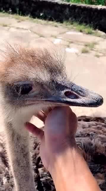 马料鸟咋看公母啊视频播放,视频揭秘公母差异