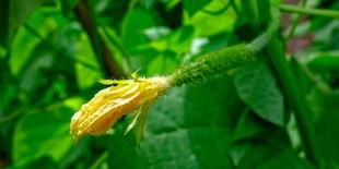 昆玉吃瓜,揭秘娱乐圈的甜蜜与苦涩