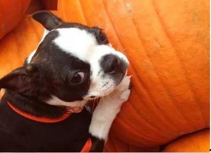 小狗可以吃方瓜吗,方瓜是否适合宠物犬食用？