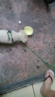 狗狗吃甜瓜哈密瓜,揭秘甜瓜哈密瓜对狗狗的诱惑力