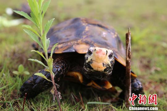 网红招财龟,萌宠界的“招财小能手”