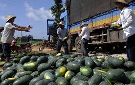 文昌市吃瓜事件,一场网络热议背后的真相与反思
