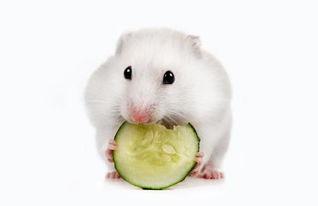 仓鼠可以吃腰瓜吗