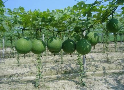 瓜萎瓜不能和什么一起吃,揭秘不能与哪些食物同食